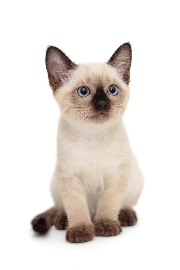 Small Siamese kitten stock photo. Image of fluffy, beautiful - 153736100