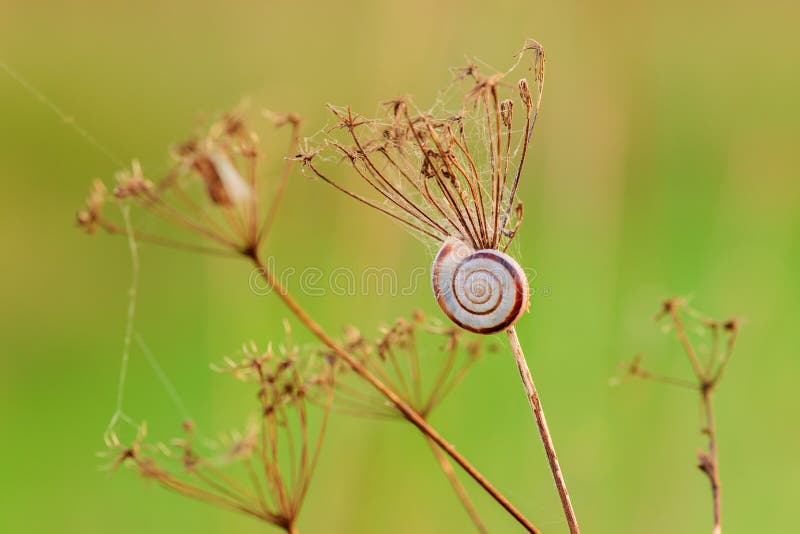 Small slug on dry grass illuminated by sunset - closeup stock photo