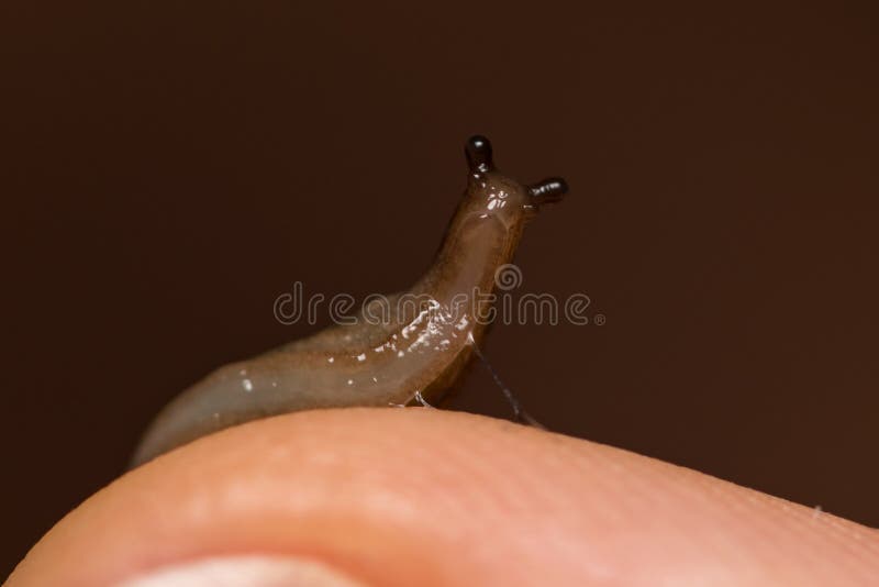 Small slug on finger royalty free stock photography