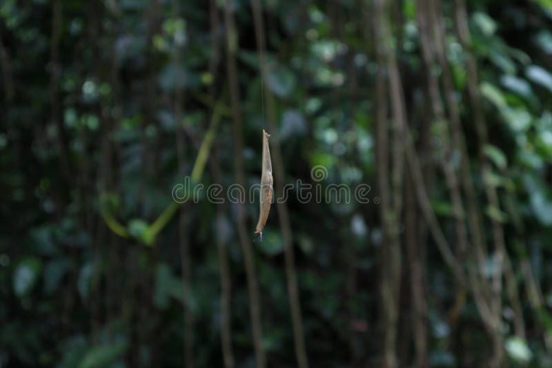 A slug reaching towards ground using a thin thread of slime in a wild area royalty free stock images