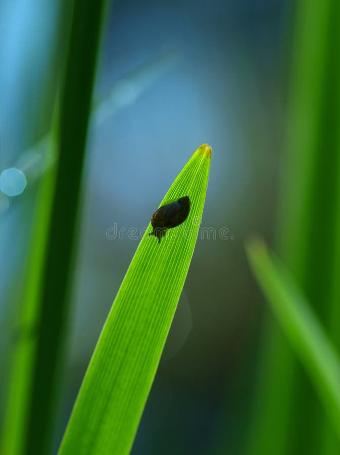 Small Slug stock photos
