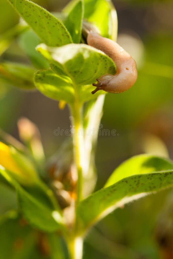 Small slug on plant leaf stock photo