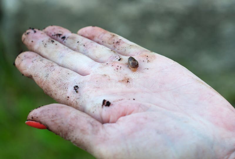 A small slug without a shell crawls on a person hand against stock photography