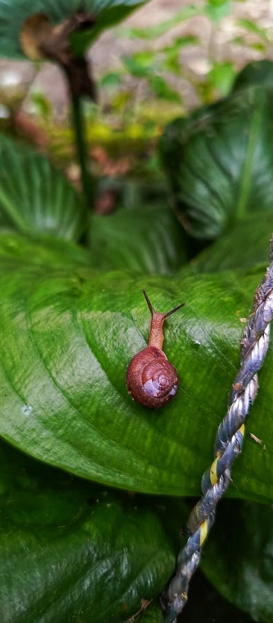 A small slug walking on a green leaf royalty free stock image