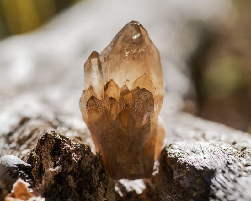 Small Smokey Citrine cluster from Congo on fibrous tree bark in the forest preserve