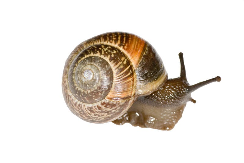 Small snail