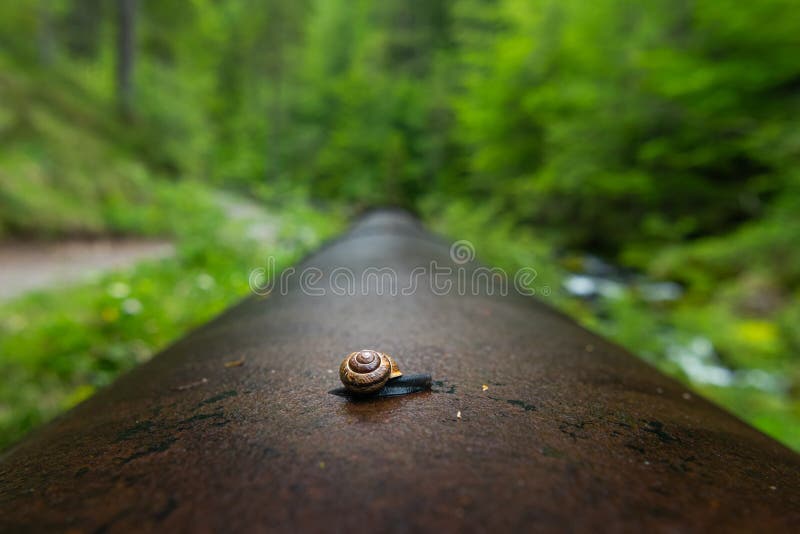 The iron snail stock image. Image of espaaplusmn, catalunya 82988281