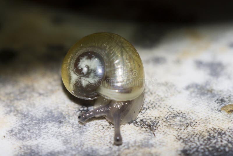 Small snail isolated on white and black background