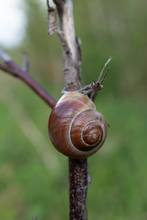 Small snail shell on small tree royalty free stock photo Small snail shell on small tree royalty free stock photo