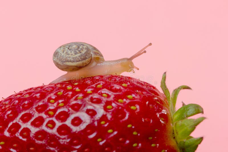 Small snail on strawberry stock image. Image of dessert 40301973