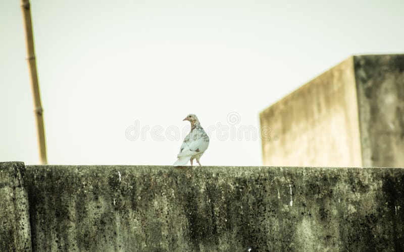 A small snow white fantail and brown black spotted feather Pigeons Columba livia domestica, a Plump bird sitting on the roof of. A house. Close Up royalty free stock photography A small snow white fantail and brown black spotted feather Pigeons Columba livia domestica, a Plump bird sitting on the roof of. A house. Close Up royalty free stock photography