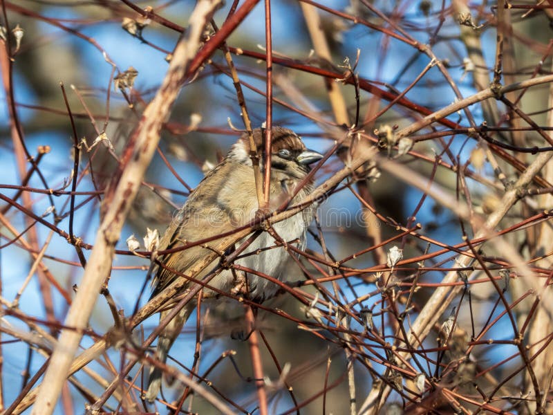 Small Sparrow Perched Among Bare Winter Branches During Clear Daytime