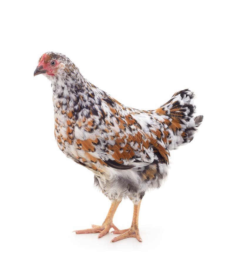 Small speckled chicken stock photo. Image of bill, live 254348424