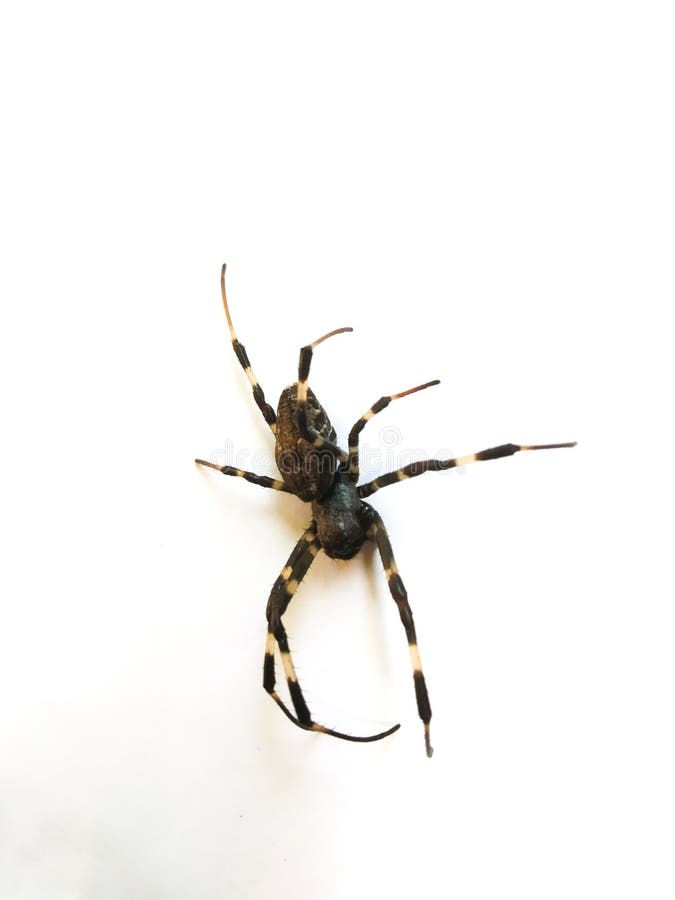 A small spider stock image. Image of creepy, africa 274860247