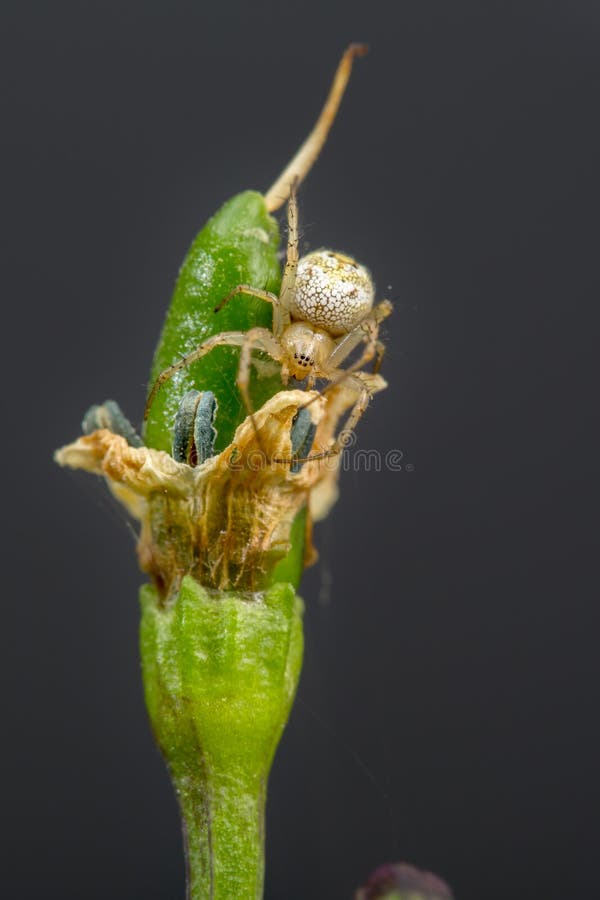 A Small Spider Monkey is Eating a Banana Stock Photo - Image of mammal,  face: 203906168