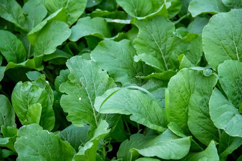 Small Spinach Plants that Have Just Been Planted in the Plantation