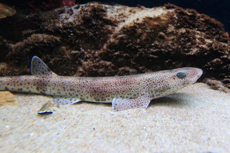 Smallspotted catshark stock image. Image of marine, lesser 59974843