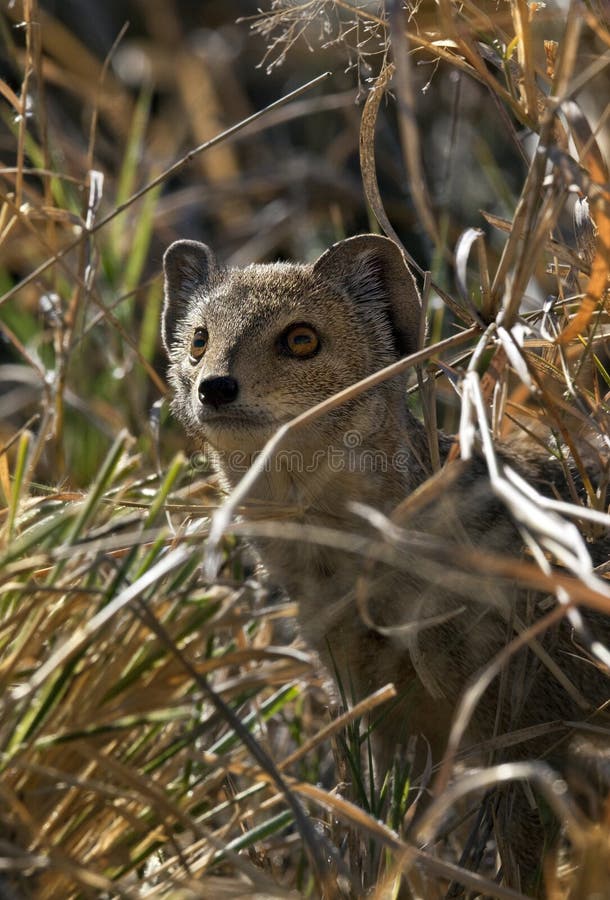 A very rarely seen Small-Spotted Genet (Genetta Genetta) in the Savuti region of Botswana. A secretive, nocturnal species, the Genet inhabits rocky terrain, dense scrubland and marshland. This small, feline-looking animal, has a pale gray and black spotted coat, with a long striped tail. Like all Genets, it has a small head, large ears & eyes, short legs with retractable claws. Like rocky terrain stock images, royalty-free photos and pictures