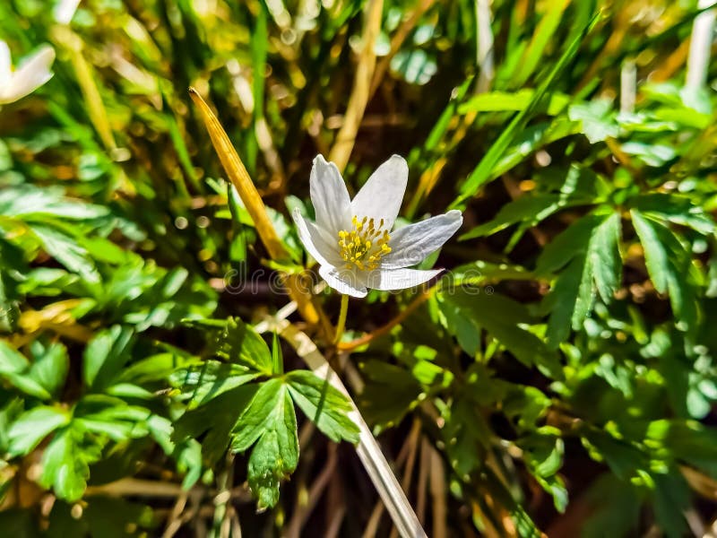 Small spring flowers stock image. Image of grass, sunlight 246883613