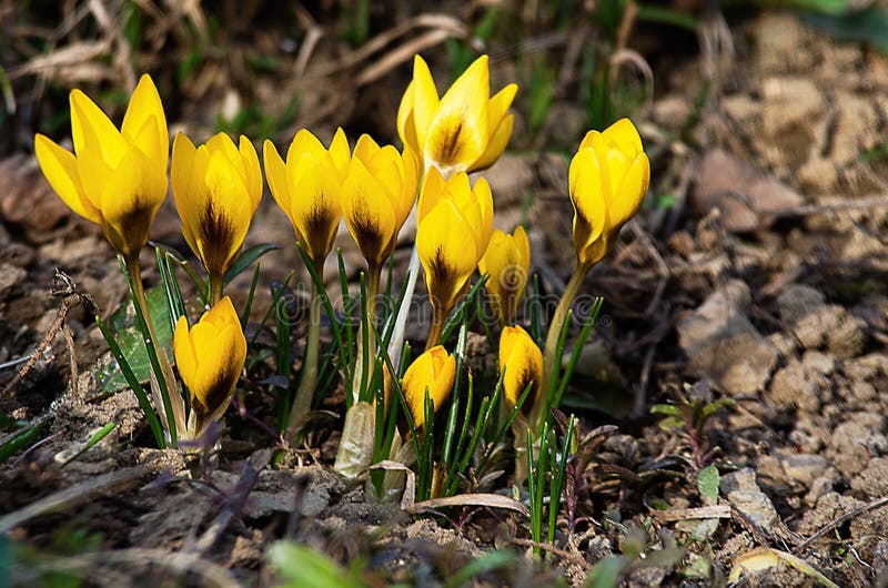 Small Spring Flowers Blooming Crocuses Gently in Early Spring Stock ...