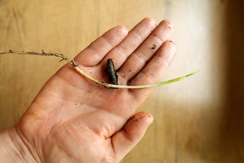 Small sprout of a date fruit plant