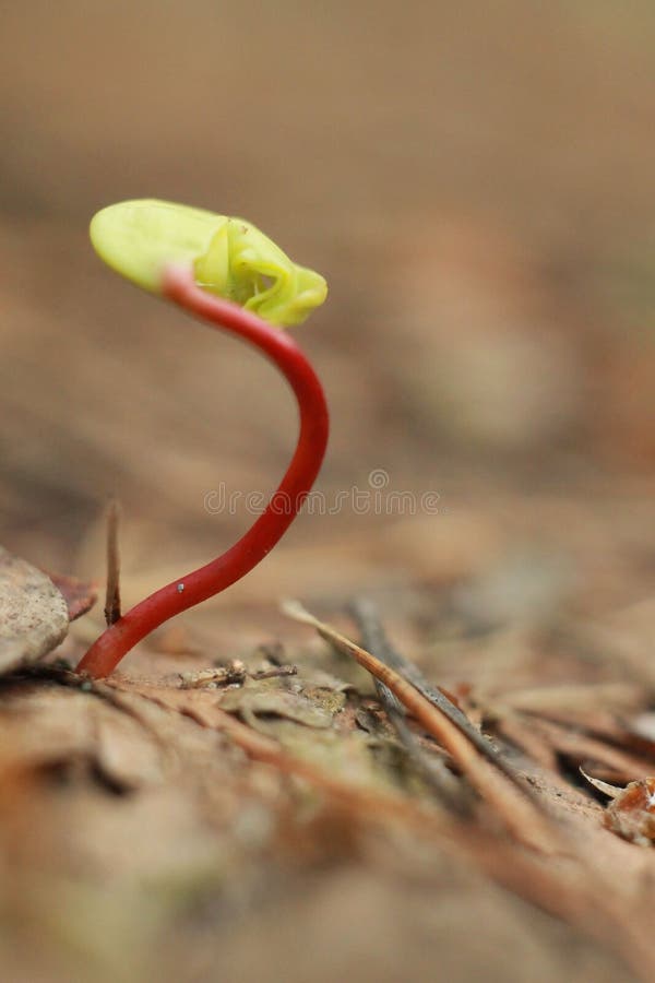 A Small Sprout Makes Its Way through the Leaves Stock Image Image of