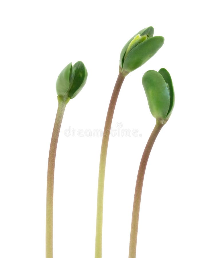 Small sprouts soy