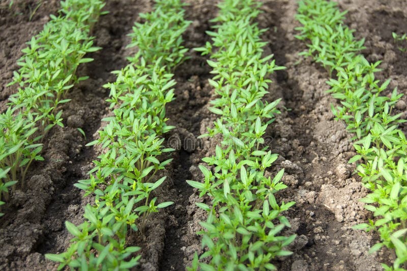 Small sprouts of tomato