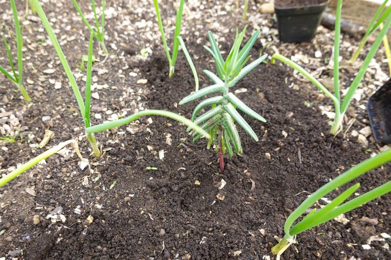 Small spurge plant grown among onions, mole plant in the vegetable garden stock photos