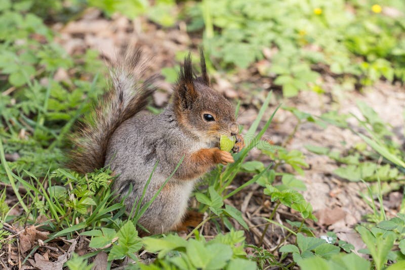 Small squirrel royalty free stock images