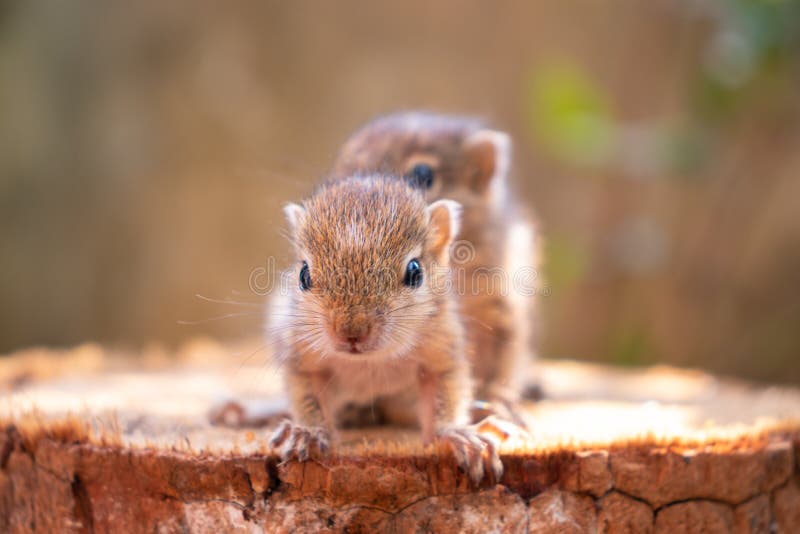 Babies Squirrels Photos Free Royalty Free Stock Photos From Dreamstime