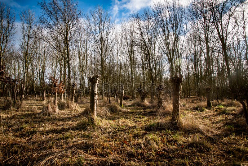 Small stand of recently pollarded oak trees in an area of coppiced woodland. Small stand of recently pollarded oak trees in an area of coppiced woodland