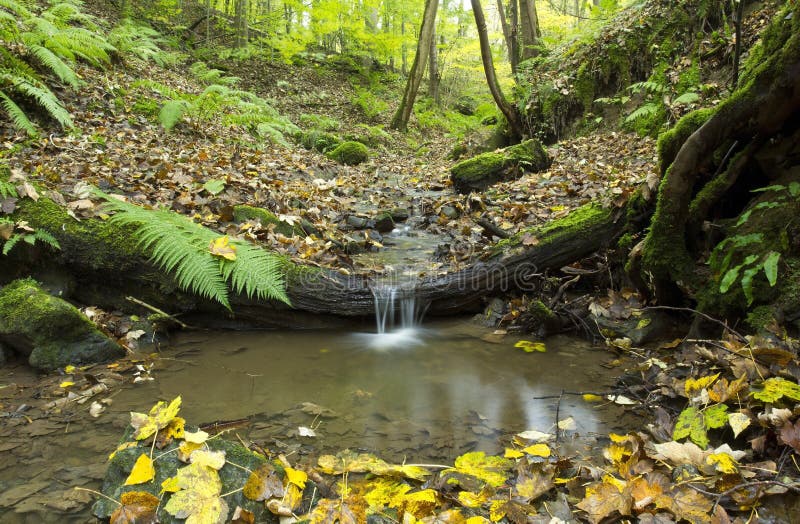 Small stream falling over a tree trunk with ferns and autumn leaves in The Italian Woods, Rhydymwyn, Wales. Small stream falling over a tree trunk with ferns and autumn leaves in The Italian Woods, Rhydymwyn, Wales