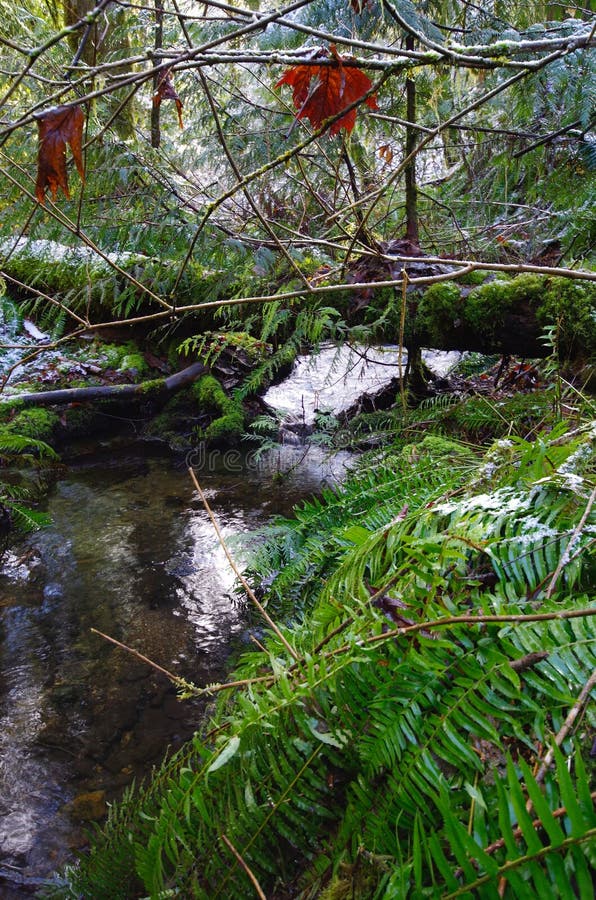 Small Stream Flowing Under A Fallen Tree Stock Image Image Of Flowing