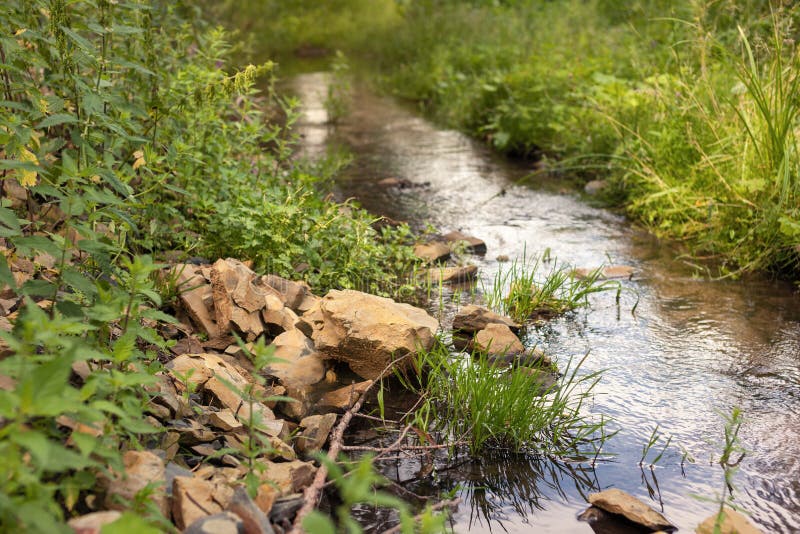 A small stream in the forest royalty free stock photography A small stream in the forest royalty free stock photography