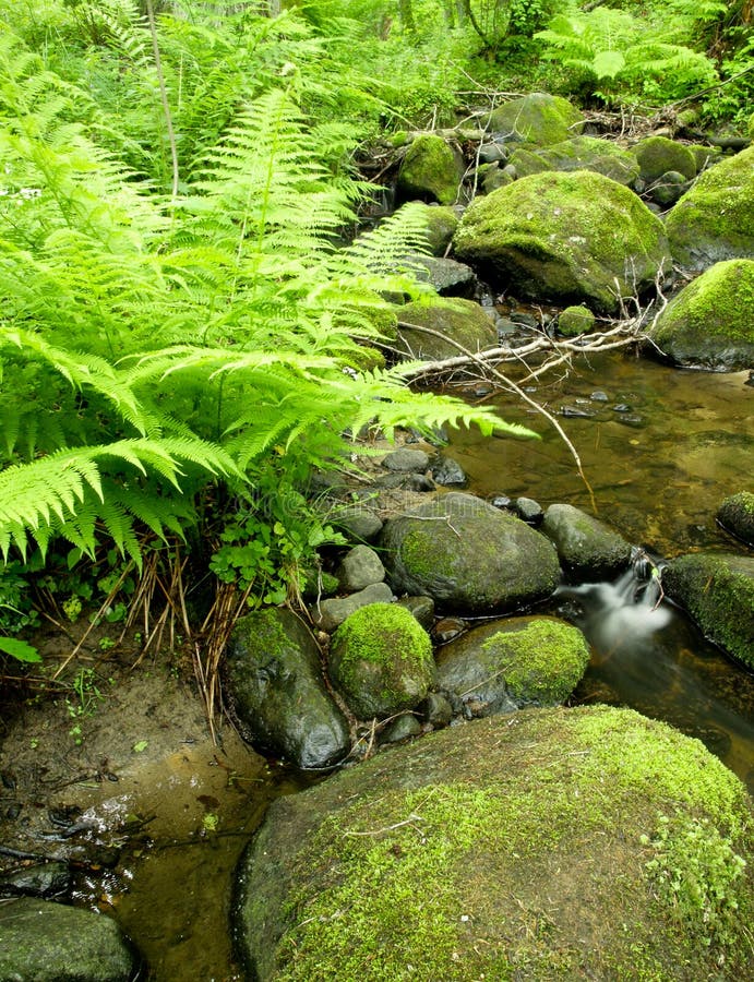 A view of a small stream of fresh water flowing over rocks and boulder in a Polish forest. A view of a small stream of fresh water flowing over rocks and boulder in a Polish forest.