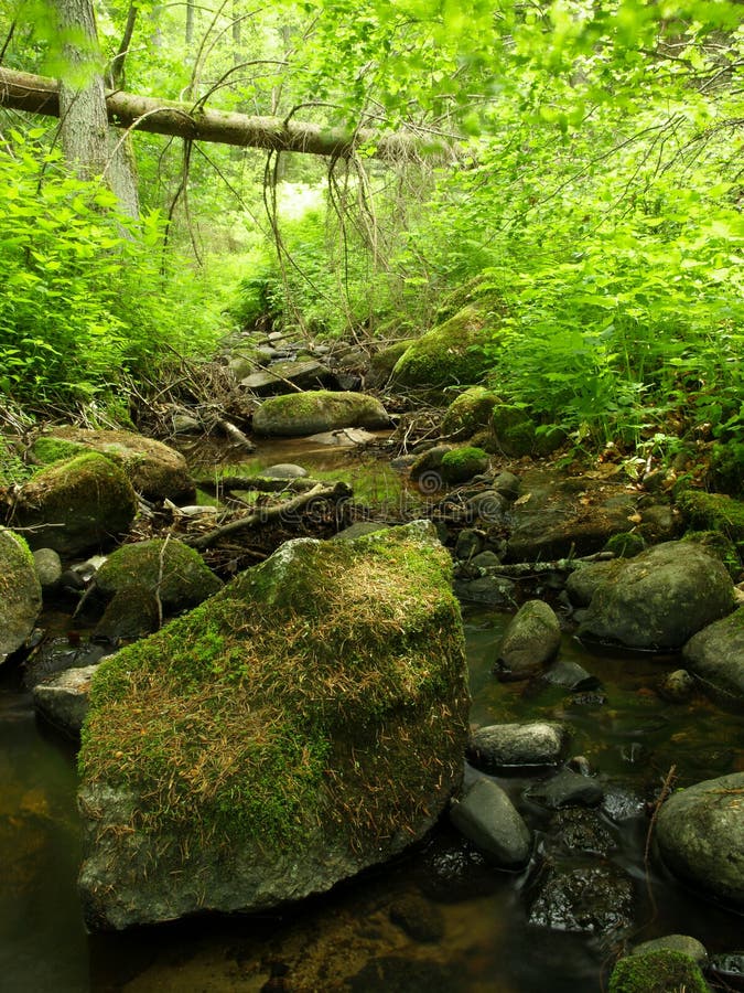 A view of a small stream of fresh water flowing over rocks and boulder in a Polish forest. A view of a small stream of fresh water flowing over rocks and boulder in a Polish forest.