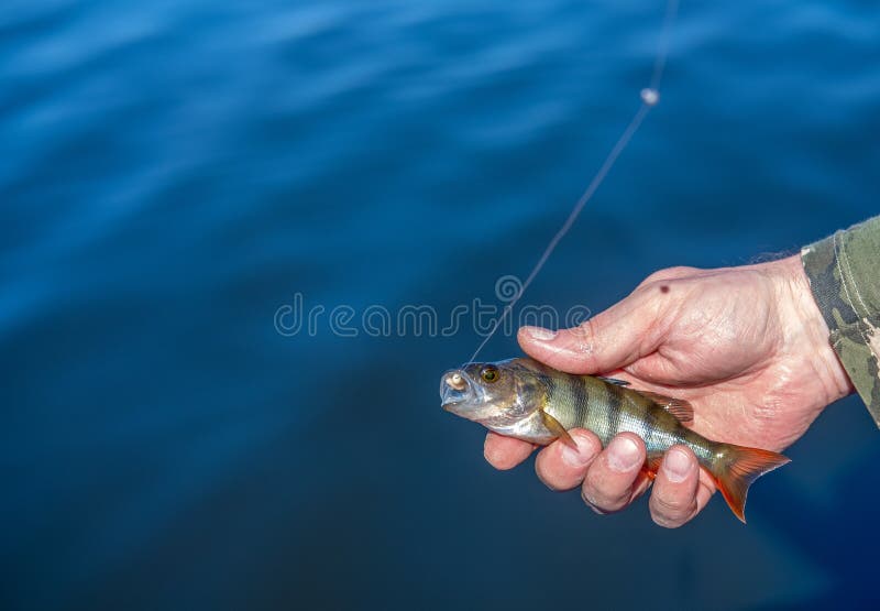 https://thumbs.dreamstime.com/b/small-striped-fish-caught-hook-man-s-hand-small-striped-fish-caught-hook-man-s-hand-202502086.jpg
