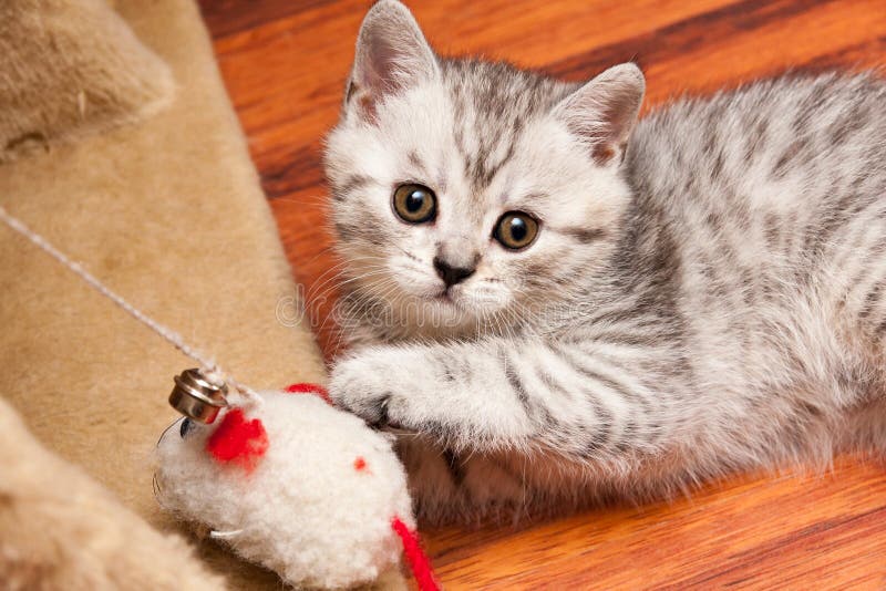 A small striped gray white British kitten playing with a toy lying on the floor stock image A small striped gray white British kitten playing with a toy lying on the floor stock image