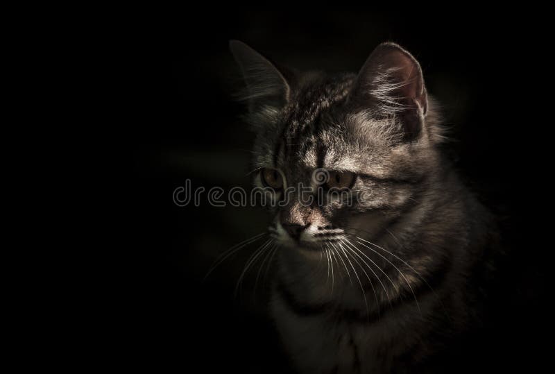 Small striped gray-white kitten, closeup portrait