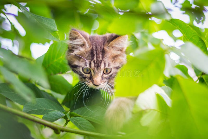 A small striped kitten sits on a tree and looks because of green leafs