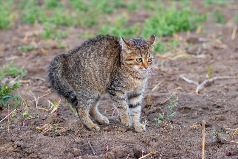 Small Striped Scared Kitten with a Curved Back Stock Photo Image of