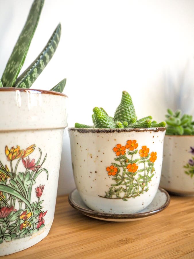 Small succulents in vintage flower pots on a wooden desk against a white background stock photography Small succulents in vintage flower pots on a wooden desk against a white background stock photography