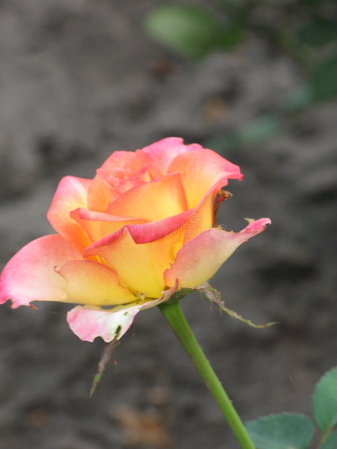 A Small Pink-yellow Rose Flower Stock Image - Image of yellow, light ...