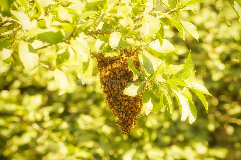 Small swarm of bees is grafted and hangs on a plum branch royalty free stock photography