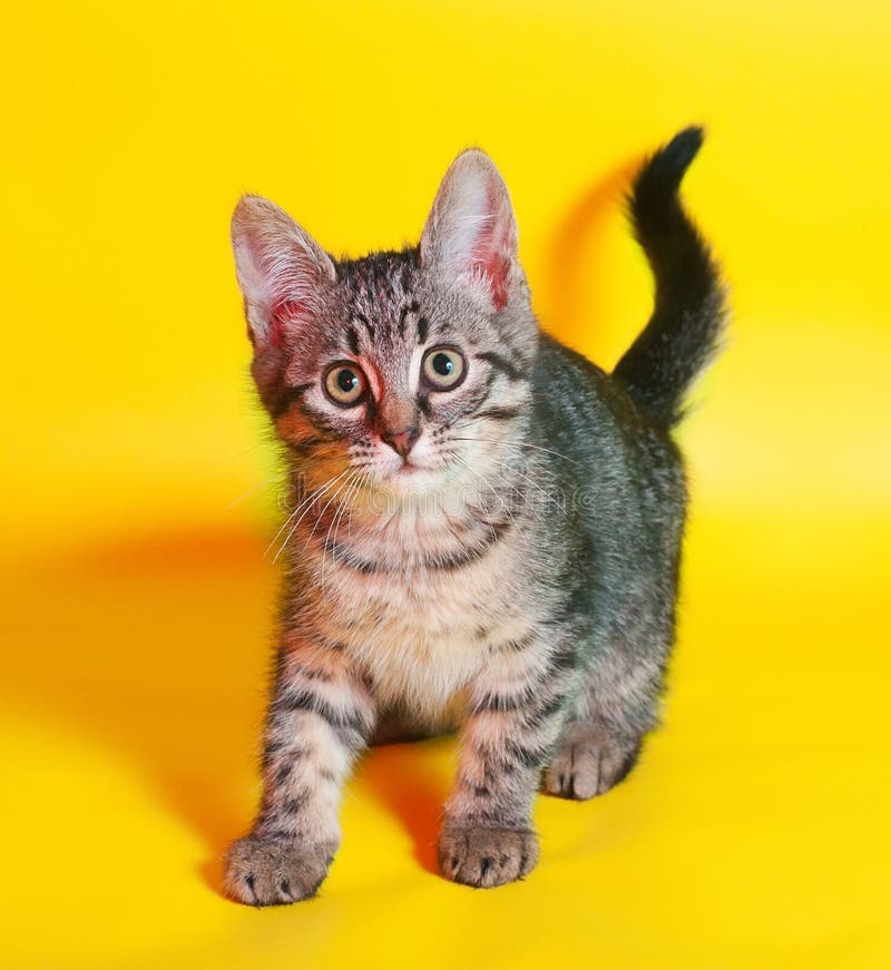 Tabby Cat With Yellow Eyes And White Nose Crouched Stock Photo Image