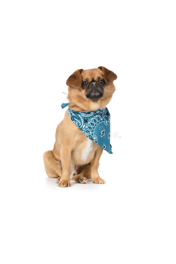 Small tan dog with floppy ears and a blue scarf