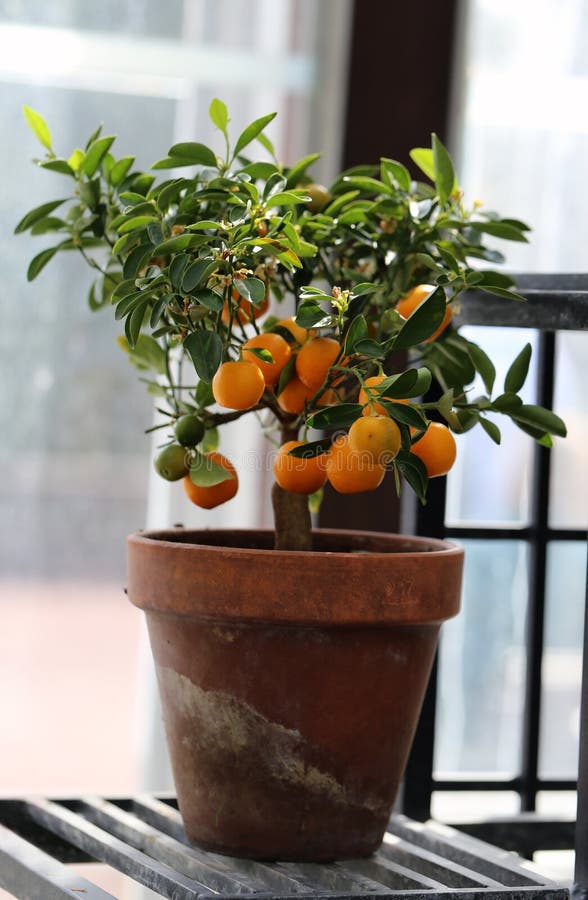sweetest tangerine tree sweetest tangerine tree