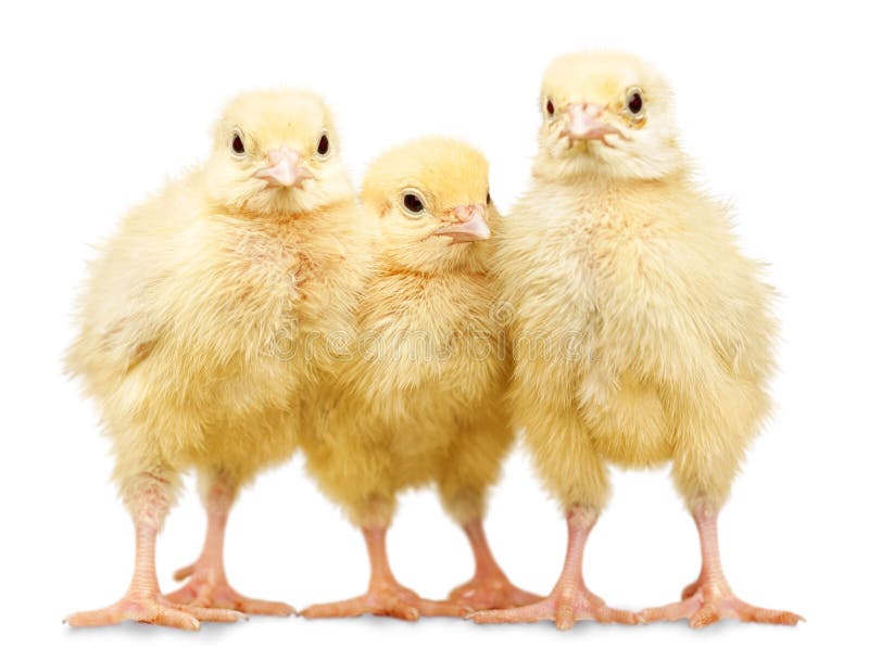Three small chickens isolated on white background stock photography Three small chickens isolated on white background stock photography