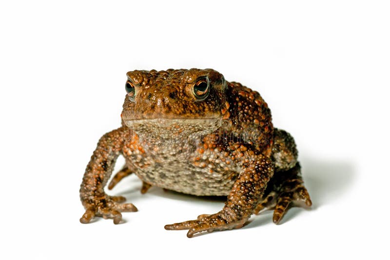 Small Toad stock photos